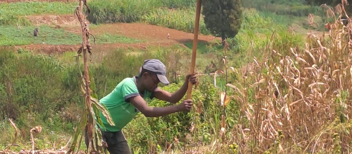 A Pendo Earth team member hoeing soil on a Tigoni farm plot, mid-motion