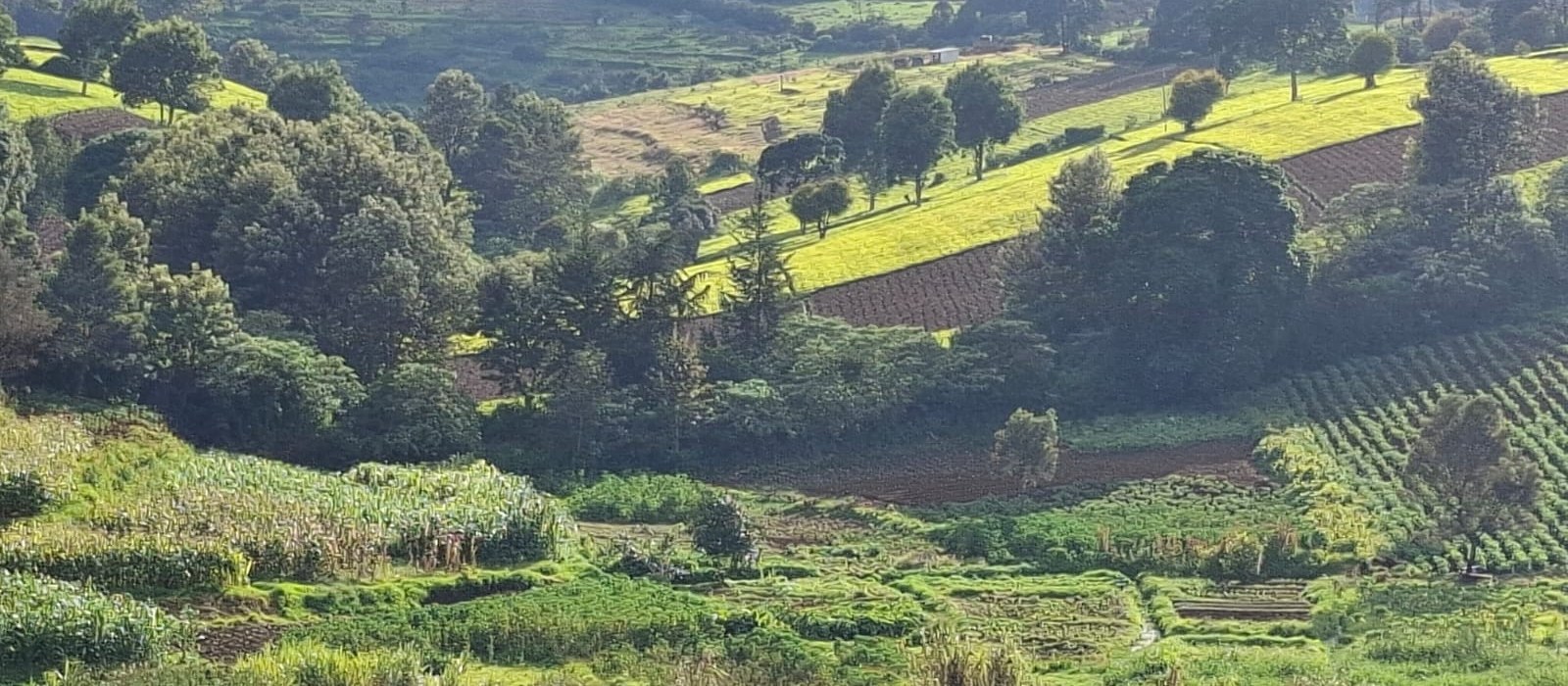 Rolling green farmland and hills at the Tigoni site in Limuru