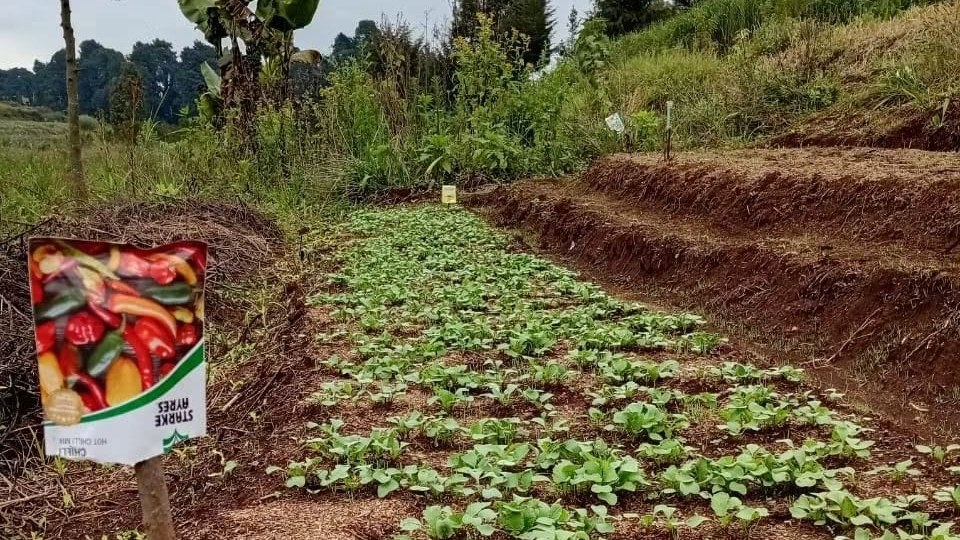 Terraced garden beds with banana and food forest trees at the Tigoni demonstration landscape