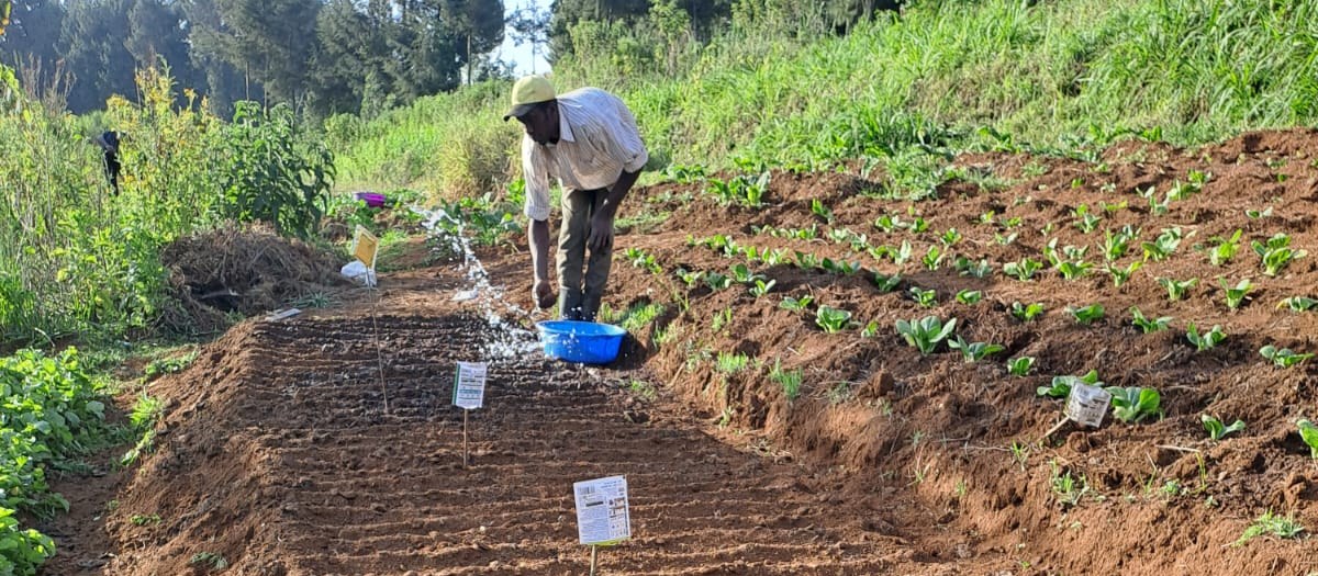 A Tigoni Transition participant watering freshly planted seed rows