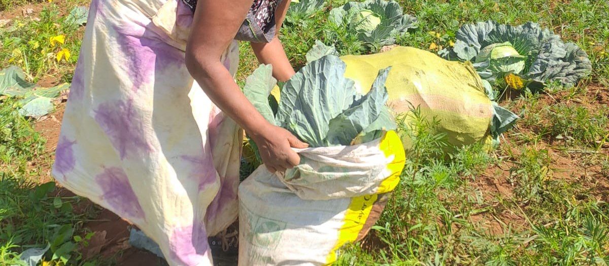 A community member harvesting cabbages at the Tigoni site